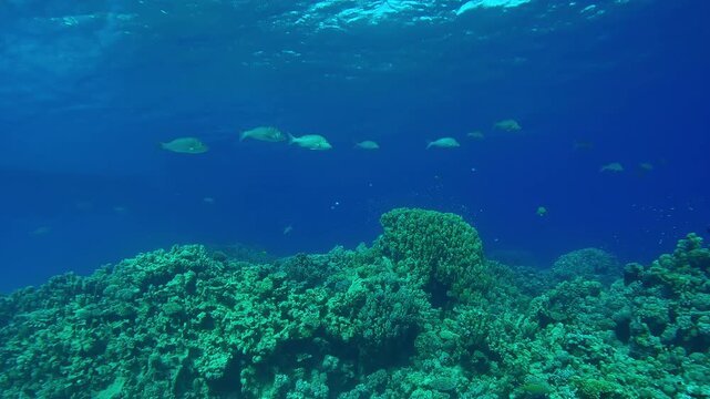 Shoal of Emperor swimming over beautiful coral reef in the deep on turquoise water background, Slow motion of Spangled Emperor, Lethrinus nebulosus swims in corals garden