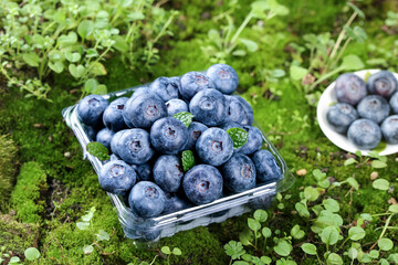 Fresh Blueberries in Containers on Green Natural Background with Wild Plants