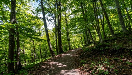Obraz premium Sunny forest path winding through trees (1)