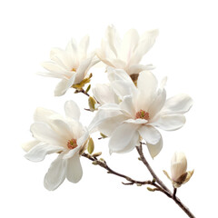 Delicate white magnolia flowers blooming on a branch isolated on transparent background