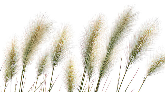 Tall ornamental grass plumes with fluffy seed heads isolated on transparent background