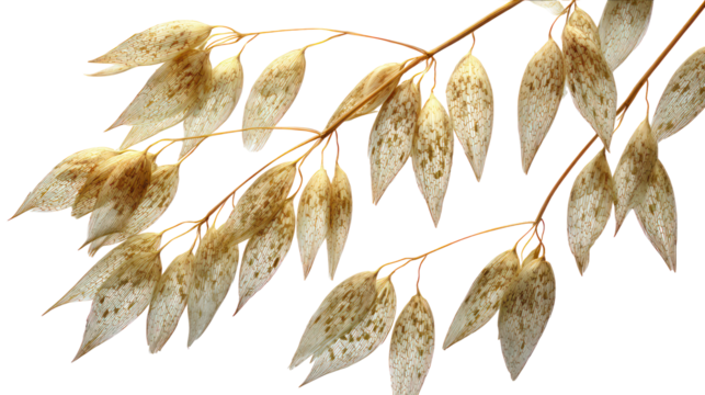 Delicate dried seed pods on a branch isolated on transparent background