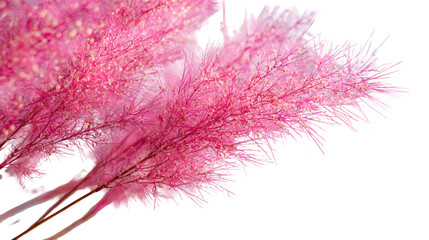 Obraz premium Close up of fluffy pink astilbe flowers isolated on transparent background