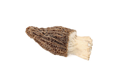 Fresh Morel Mushrooms with Stalks Isolated on White Background - Gourmet Edible Fungi