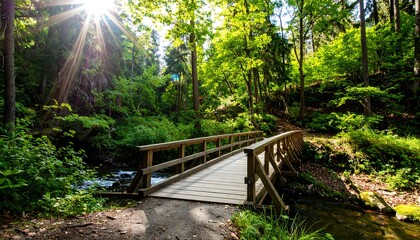 Sunny forest path with wooden bridge