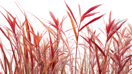 Red miscanthus grass stalks and leaves isolated on transparent background
