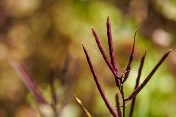 Reddish stems with seeds of a herb in close-up.
