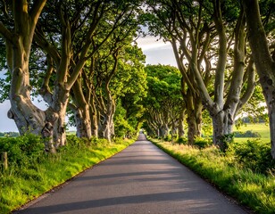 Fototapeta premium A sunlit tree-lined road