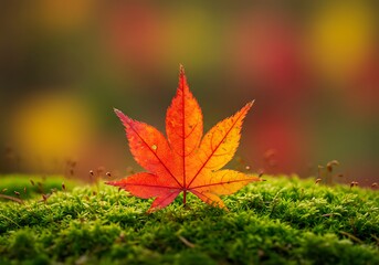 Autumn maple leaf on moss