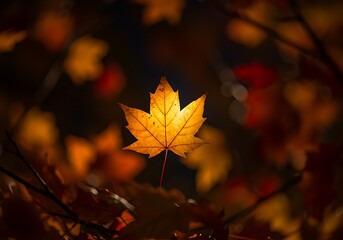 Autumn maple leaf