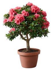 Naklejka premium Azalea potted plant pink flower green leaf decorative indoor blooming nature floral vibrant isolated home decor cheerful spring gardening shrub botanical ornamental fresh foliage small tree