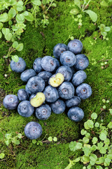 Fresh Ripe Blueberries on Green Moss - Organic Wild Berries with Exposed Flesh