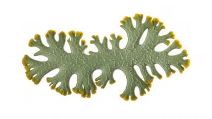 Green and yellow lichen with frilly edges isolated on transparent background