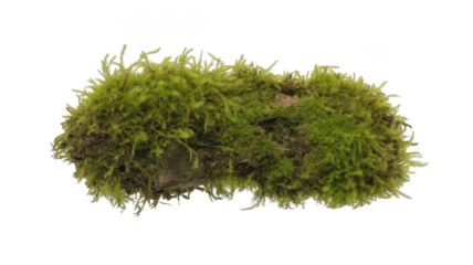 Close up of a clump of green moss isolated on transparent background. grass isolated on white background