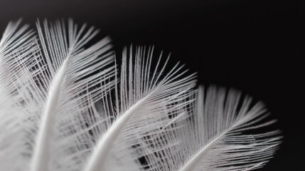 finesse. Close-up of a delicate white feather wing, showcasing intricate details in soft, focused light. wildlife magazines, conservation campaigns, designed for nature documentaries and education.
