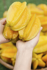 Fresh Star Fruit Carambola in Hands - Sweet Tropical Pentagram Shaped Fruit from Asian Harvest