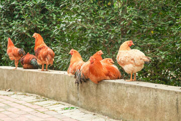 Free-Range Chickens and Roosters on Wall with Green Background - Organic Farm Poultry