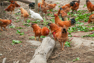 Free-Range Chickens and Hens Foraging on Organic Farm with Natural Ground Cover