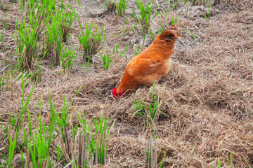 Free-Range Chicken Foraging in Rural Countryside Farm Setting with Organic Sustainable Agriculture