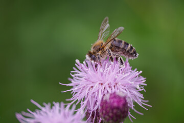 A bee pollinating a pink thistle flower.
