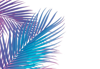 Coconut leaf wallpaper