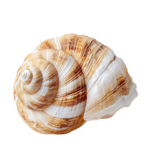 Obraz premium Detailed Close-Up of a Beautiful Spiral Shell with Unique Patterns and Colors on a White Background