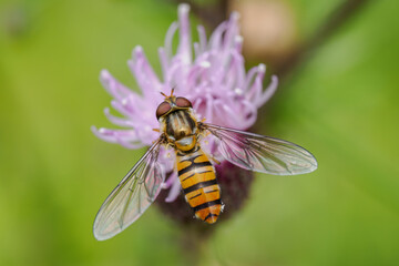 A hoverfly on a pink thistle flower in close-up.
