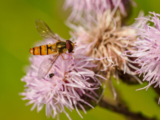 A hoverfly on a pink thistle flower in close-up.
