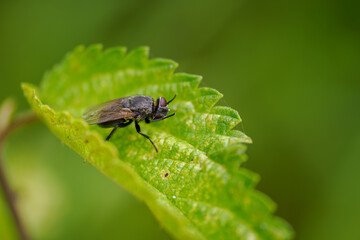 A black fly on a green nettle leaf.
