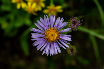 Obraz premium Details of Dew on Petals of Aster Wildflower