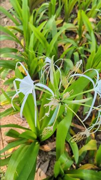 Bright Detailed Outdoor Spider Lily Flower with Green Leaves Growing in Garden	