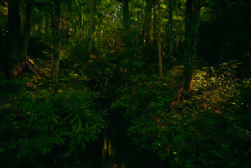 Obraz premium Firefly Paths Streak Through The Forest In Great Smoky Mountains