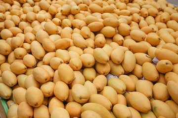 Fresh Golden Mango Abundance at Market Display - Brilliant Yellow Tropical Fruit Collection