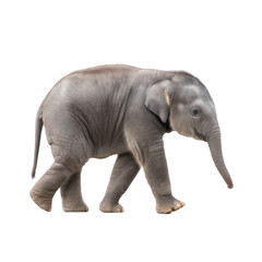 Obraz premium Adorable Young Elephant Walking Gracefully on Isolated White Background in Natural Posed Position