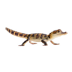 Naklejka premium Colorful reptile with unique skin patterns on an isolated white background showcasing vibrant details and textures