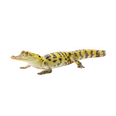 Obraz premium Colorful Baby Crocodile with Bright Yellow and Black Stripes on White Background