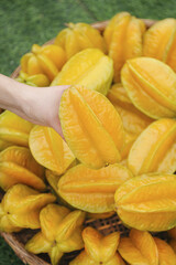 Fresh Yellow Star Fruit Carambola in Basket - Zhangzhou Tropical Exotic Fruit Selection