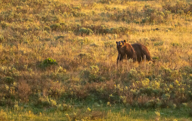 Grizzly Bear Sniffs At The Air In Yellowstone