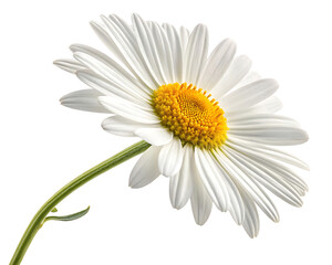 Fototapeta premium Close up of a beautiful white daisy flower with yellow center against a black backdrop perfect for floral designs