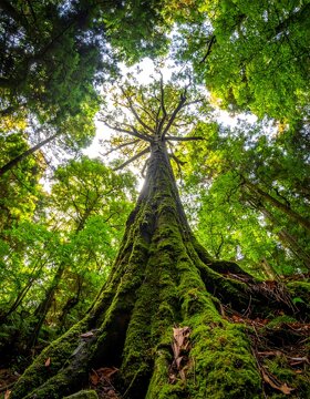 Lush forest canopy