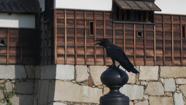 On Hiroshima Castle's Gomon Bridge (Japan's Top 100 Castles), a crow perches atop a handrail post, with the wooden castle walls and stone base in the background, looking vivid and lively.