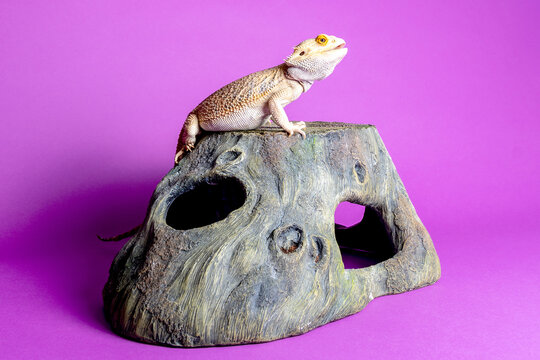 Bearded dragon lizard in profile on wooden terrarium hide