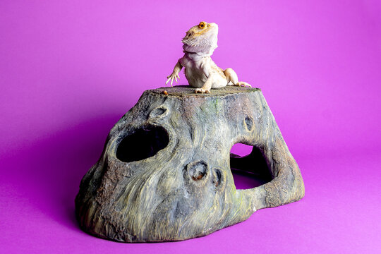 Bearded dragon lizard waving arm on wooden hide purple background