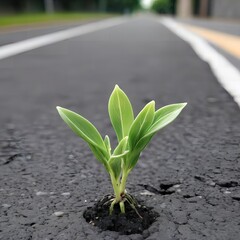A young green plant sprouts from a crack in an asphalt road with white and yellow lane markings