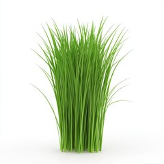 Lush Green Grass Turfs for Landscaping and Gardening Projects