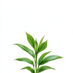 Obraz premium Elegant Green Leafy Plant on White Background for Home Decor