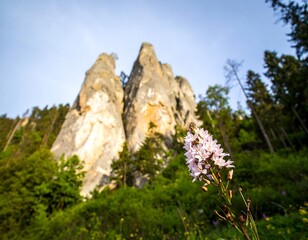 Pink flower against towering rock formations