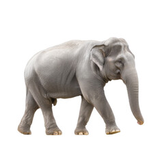Naklejka premium Majestic Asian Elephant Walking Gracefully in Natural Habitat with Soft Lighting and Detailed Texture