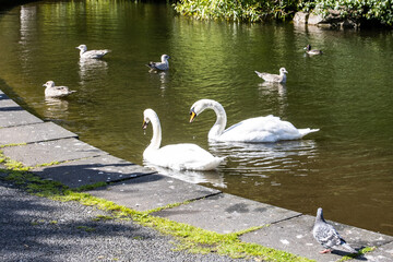 swans on the lake