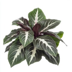 Colorful Foliage Plant with Striking Leaf Patterns and Texture